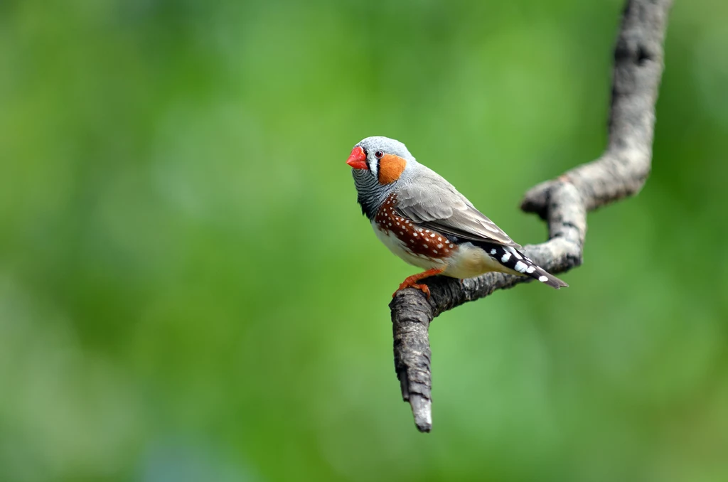Badacze odkryli, że ptaki, które nie używają swojego głosu mają potem problem ze śpiewem w odpowiedniej tonacji. Okazuje się, że to kwestia wyćwiczenia mięśni 