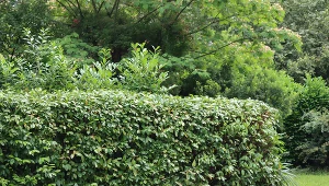 Jest o wiele ładniejsza od tui i dorasta do 4 metrów. Idealna roślina na żywopłot