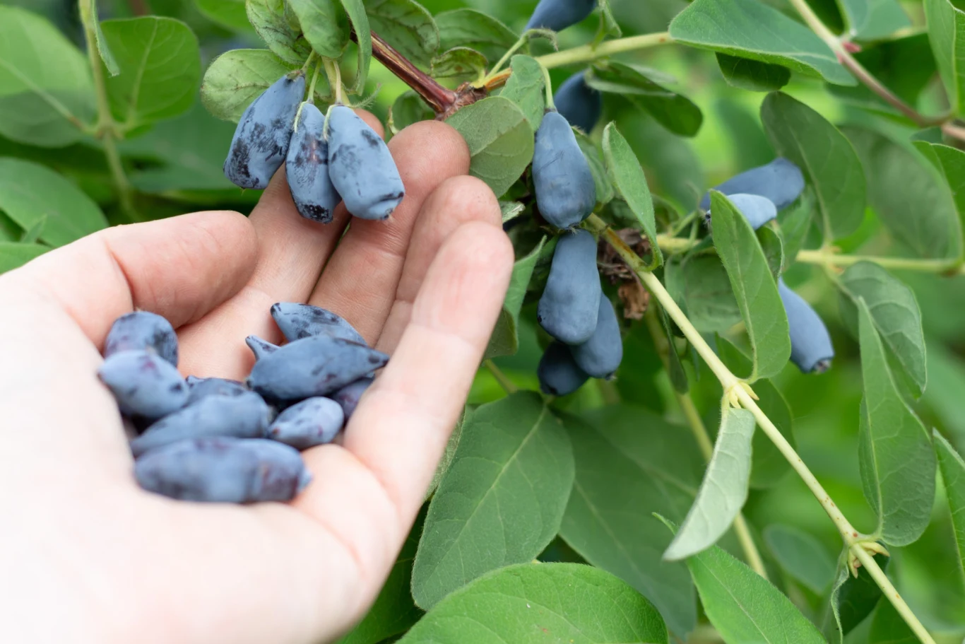 Uprawa jagody kamczackiej nie jest skomplikowana
