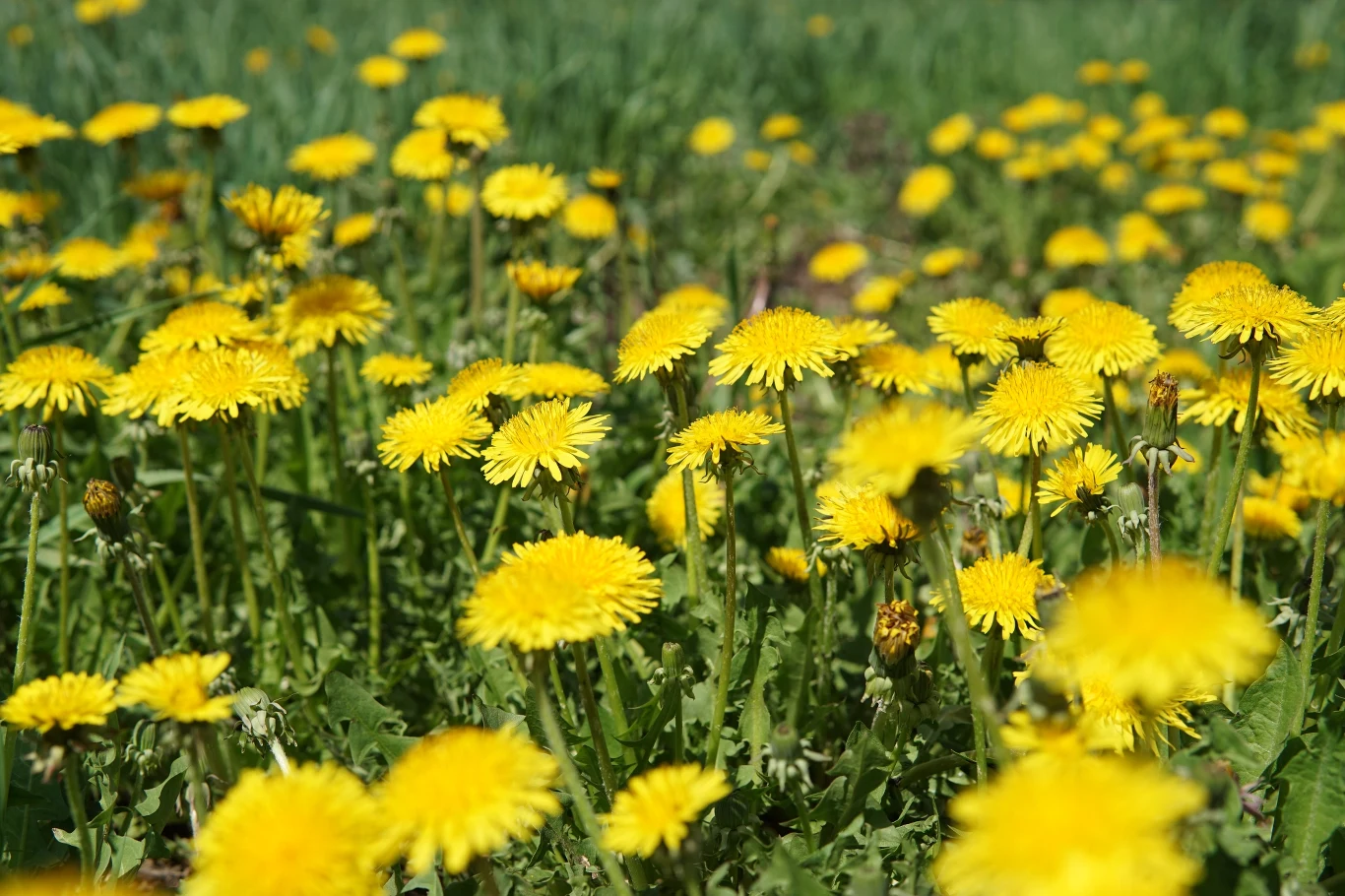 Mniszek lekarski to roślina miododajna, która ma pozytywny wpływ na organizm Mniszek lekarski to roślina miododajna, która ma pozytywny wpływ na organizm