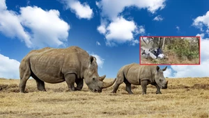 Kamera uchwyciła, jak nosorożec atakuje turystów. Sami się o to prosili 