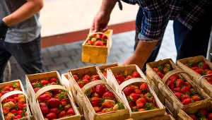 Tyle dziś zapłacimy za truskawki. Ekspert wyjaśnia, czy ceny w końcu spadną 