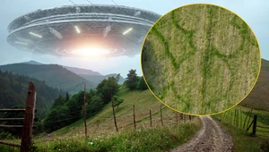 Kręgi wykonało UFO? Zagadkowe zjawisko na polach pod Szczebrzeszynem 