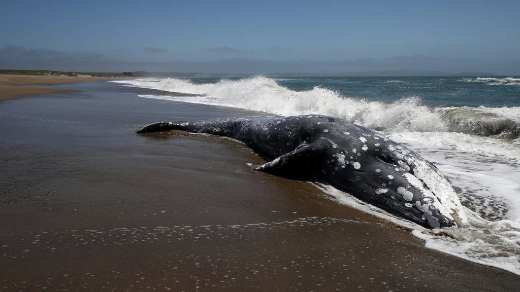 Na wybrzeżu USA znaleziono martwego wieloryba. Przyczyna jego śmierci pozostaje zagadką. Wiadomo tylko, że na ciele miał ślady ugryzień (zdj. ilustracyjne)