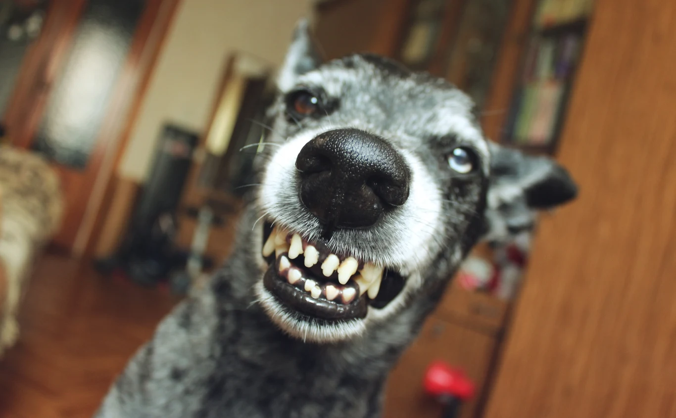 Jeżeli pies sąsiadów zakłócając nasz spokój, w pierwszej kolejności powinniśmy zgłosić problem administracji budynku Jeżeli pies sąsiadów zakłócając nasz spokój, w pierwszej kolejności powinniśmy zgłosić problem administracji budynku