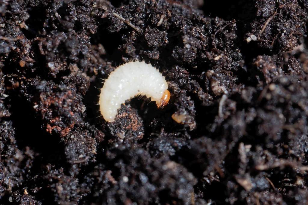 Na zdjęciu larwa opuchlaka, którą zwalczać można preparatami podlewając glebę pod rododendronami wiosną.