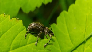 Widzisz takie robaki w ogrodzie? Działaj szybko, nim zniszczą rośliny