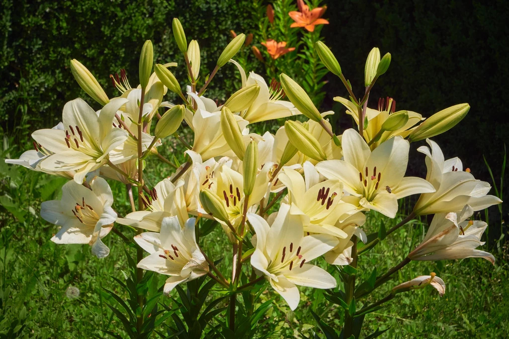 Lilie zdobią ogród pięknymi kwiatami przez całe lato