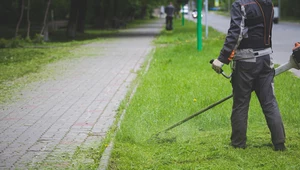 Od kiedy można kosić trawę? Eksperci podają konkretną datę