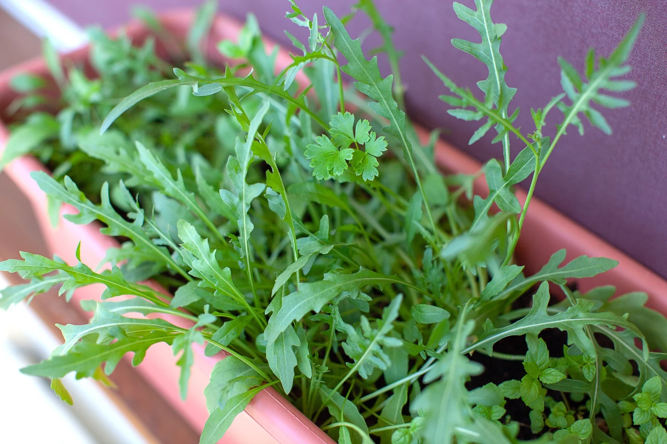 Rukolę możesz wyhodować w domu. Rukolę możesz wyhodować w domu.