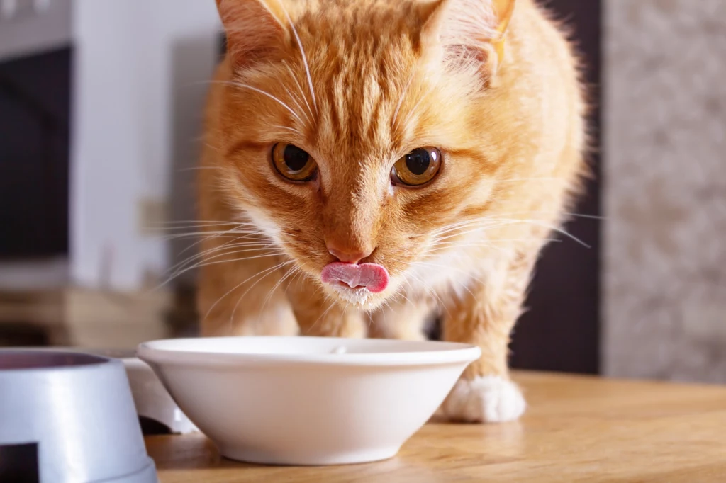 W czasie posiłków kot nie lubi towarzystwa