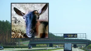 Koziołek pojawił się na drodze S5