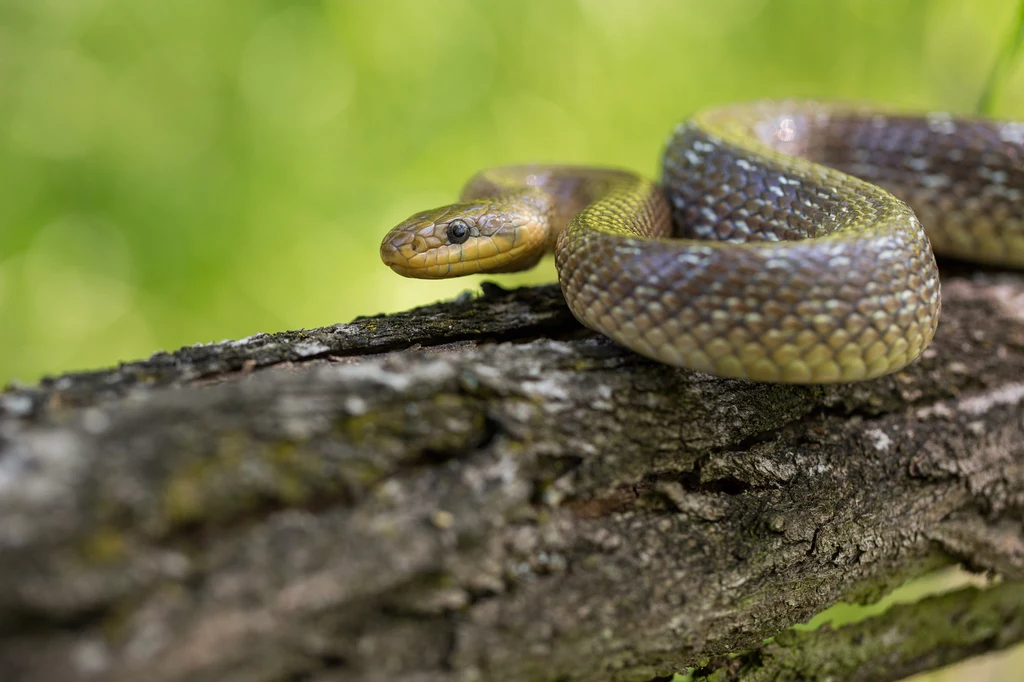 Węże Eskulapa mogą mieć nawet ponad dwa metry długości. Czy te rzadko spotykane (ale jednak spotykane) w Polsce węże są jadowite?