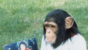 Bubbles na zdjęciu z końca lat 80.