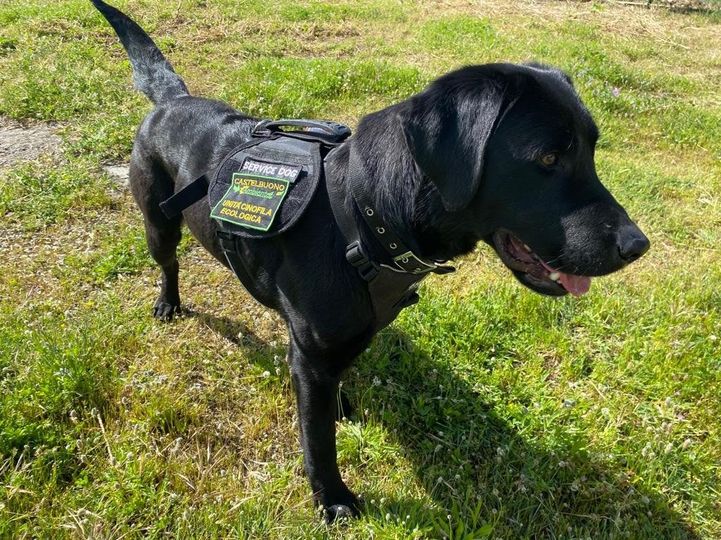 Labradorka Bea będzie od wtorku pracować dla miasta Castelbuono we Włoszech. Jej zadaniem będzie wykrywanie śmieci porozrzucanych w lasach i strumieniach