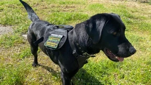 Labradorka Bea będzie od wtorku pracować dla miasta Castelbuono we Włoszech. Jej zadaniem będzie wykrywanie śmieci porozrzucanych w lasach i strumieniach