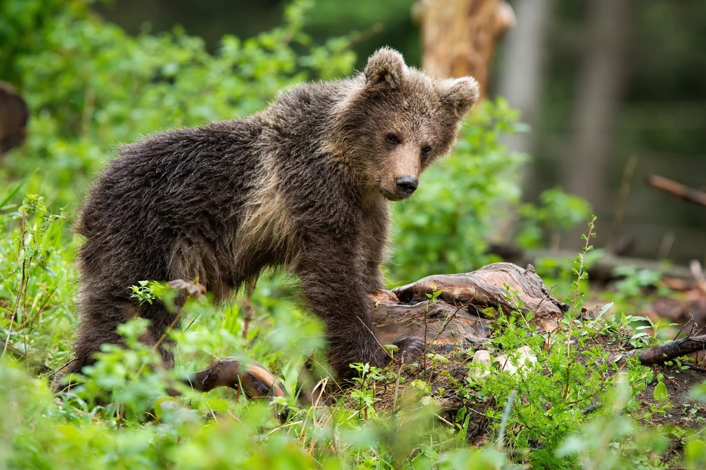 Niebezpieczne zwierzęta w polskich parkach narodowych. Uważaj podczas wycieczek