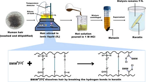Schemat ekstrakcji melaniny i keratyny z ludzkich włosów