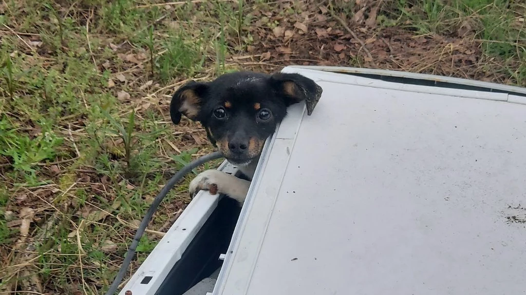 Ekostraż we Wrocławiu uratowała psa, którego ktoś zamknął w pralce i zostawił w lesie. Sprawca jest już znany i został zgłoszony do prokuratury
