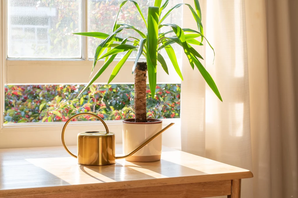 Rośliny to doskonały sposób na nawilżenie powietrza w domu