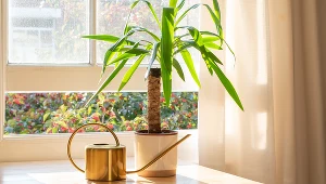 Rośliny to doskonały sposób na nawilżenie powietrza w domu