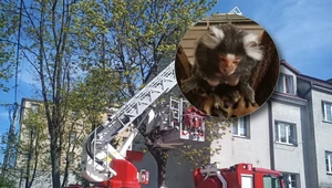 Strażacy musieli ściągać małpkę z drzewa. Uciekła z domu i nie mogła zejść