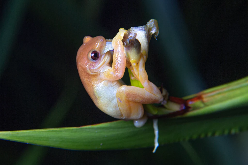 Mała, brazylijska żaba spełnia w ekosystemie jedną z funkcji owadów