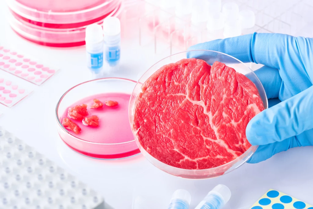 Pierwsza polska firma pracuje już nad hodowlą mięsa komórkowego - hodowanego sztucznie, "z probówki". Linia produkcyjna na szeroką skalę ma zostać uruchomiona w 2025 r., a inwestycja kosztować będzie kilkaset milionów złotych