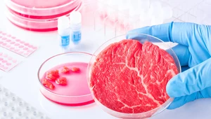 Pierwsza polska firma zaczęła hodowlę mięsa komórkowego