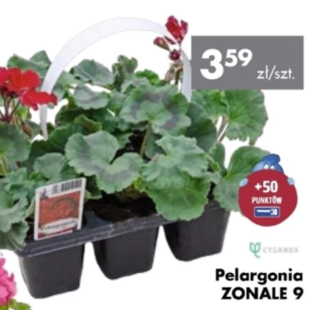 Pelargonia