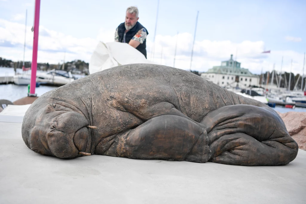 Freya to samica morsa, którą uśpiono latem 2022 r. Ludzie zgotowali jej piekło - robili sobie z nią zdjęcia i podchodzili na niebezpiecznie bliską odległość. Ze względów bezpieczeństwa zwierzę musiało zostać uśpione. Teraz Freya doczekała się własnego pomnika, który odsłonięto w Oslo