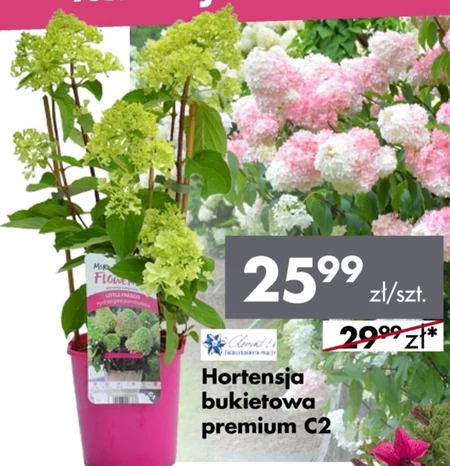 Hortensja