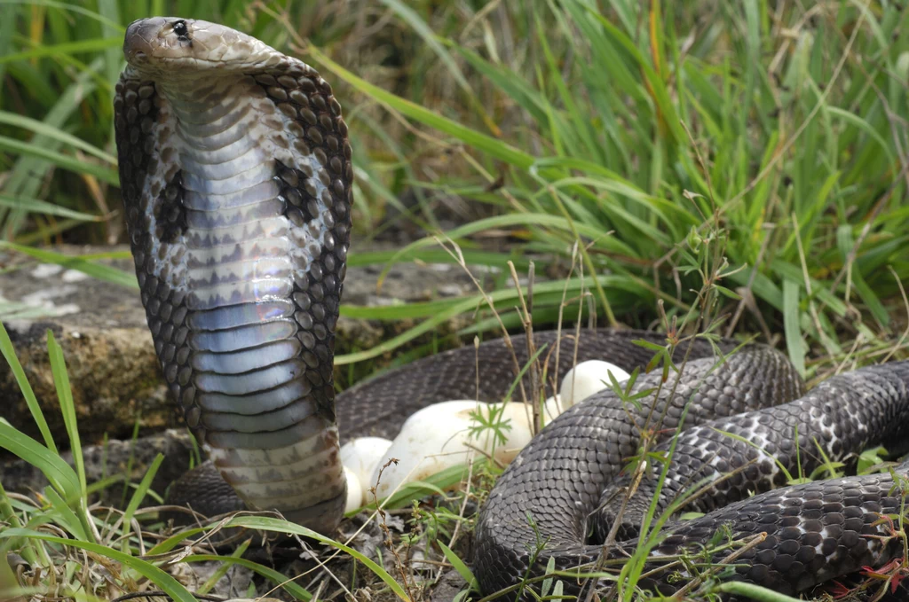 Kobra indyjska na straży swych jaj