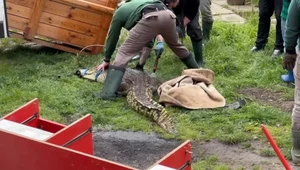 W Sosnowcu znaleziono dwa krokodyle nilowe. Jeden z nich był martwy