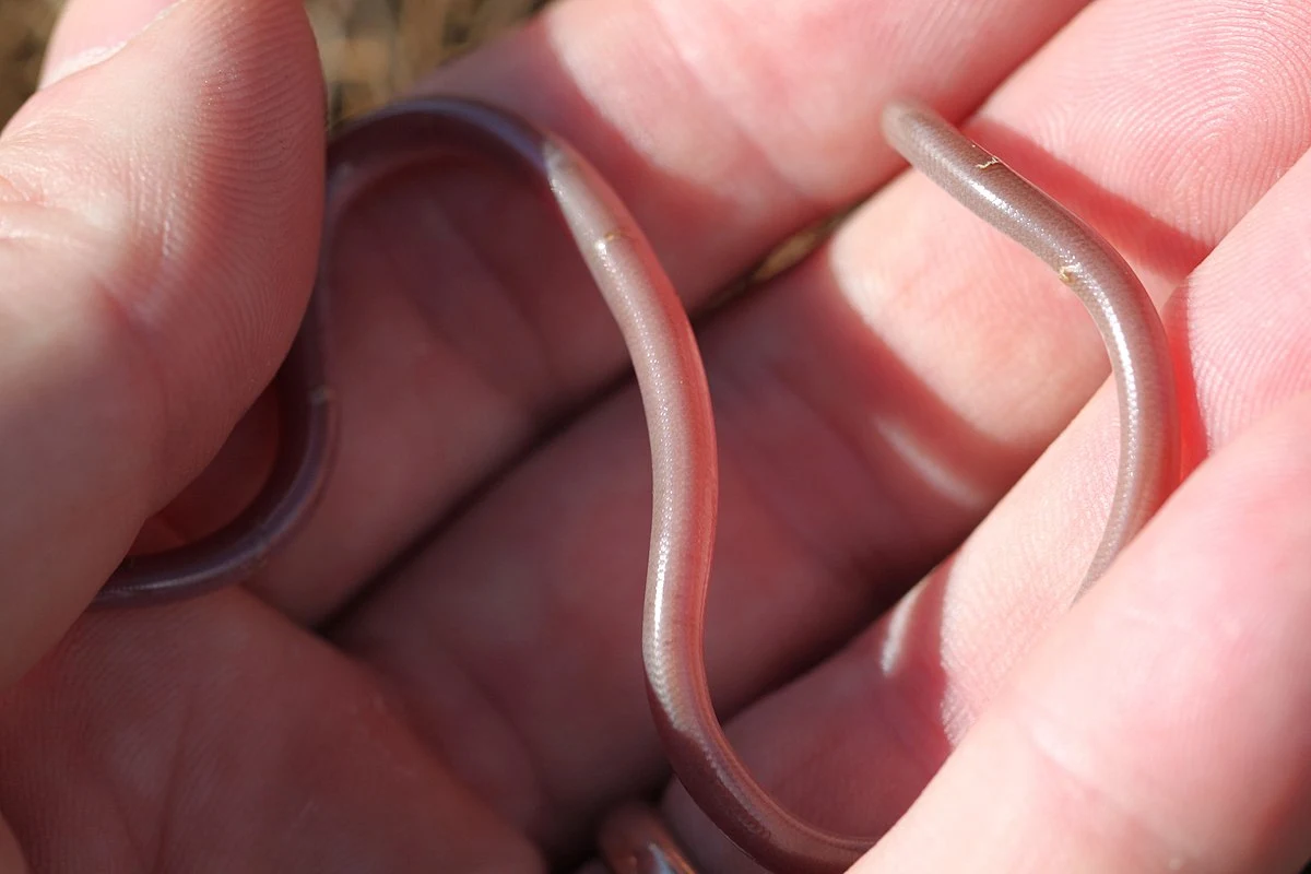 Ślepucha robakowata, która występuje na Bałkanach. To nie dżdżownica, ale wąż