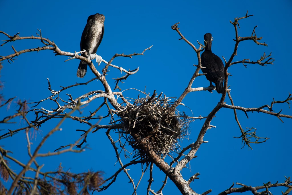 Gniazdo i para kormoranów