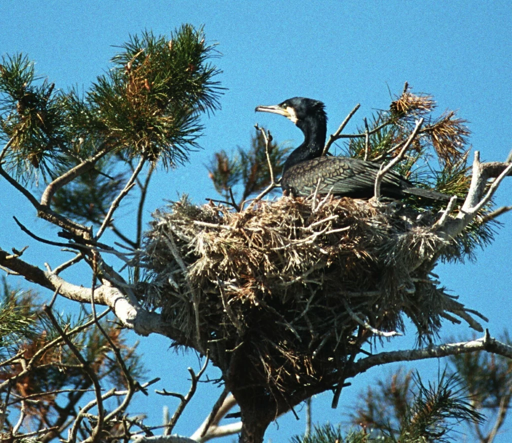 Rezerwat przyrody Kąty Rybackie to największa kolonia lęgowa kormoranów w Polsce i Europie