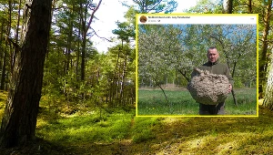 Wielkie gniazdo szerszeni znaleziono w Nadleśnictwie Lubin na Dolnym Śląsku