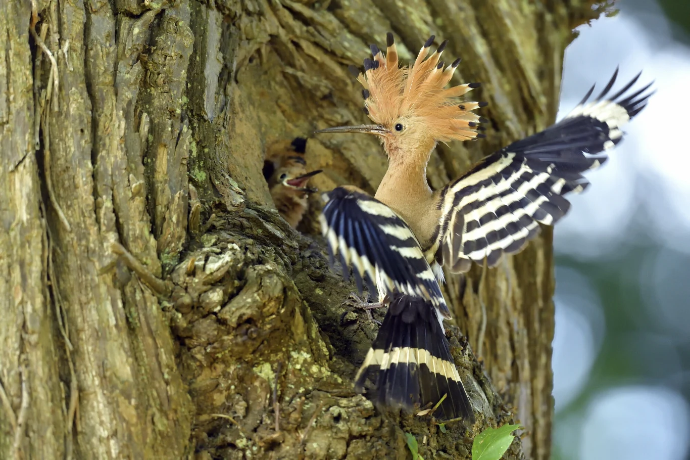 Dudek przy dziupli. Burgundia, Francja