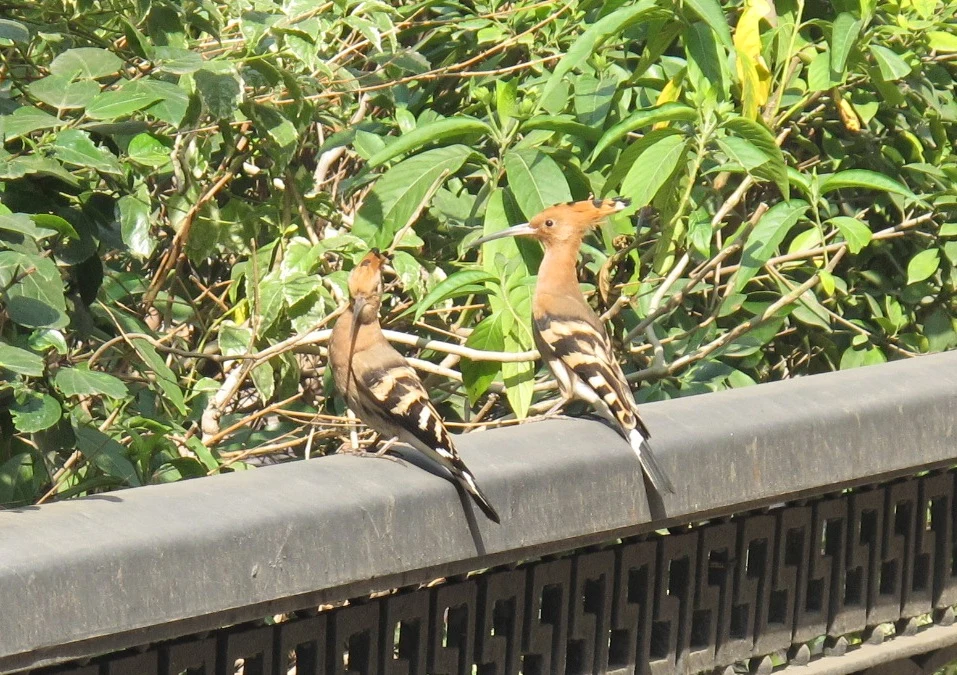 Para dudków na placu Tahrir w Kairze. W Egipcie ptaki te mieszkają w sercu wielkiego miasta