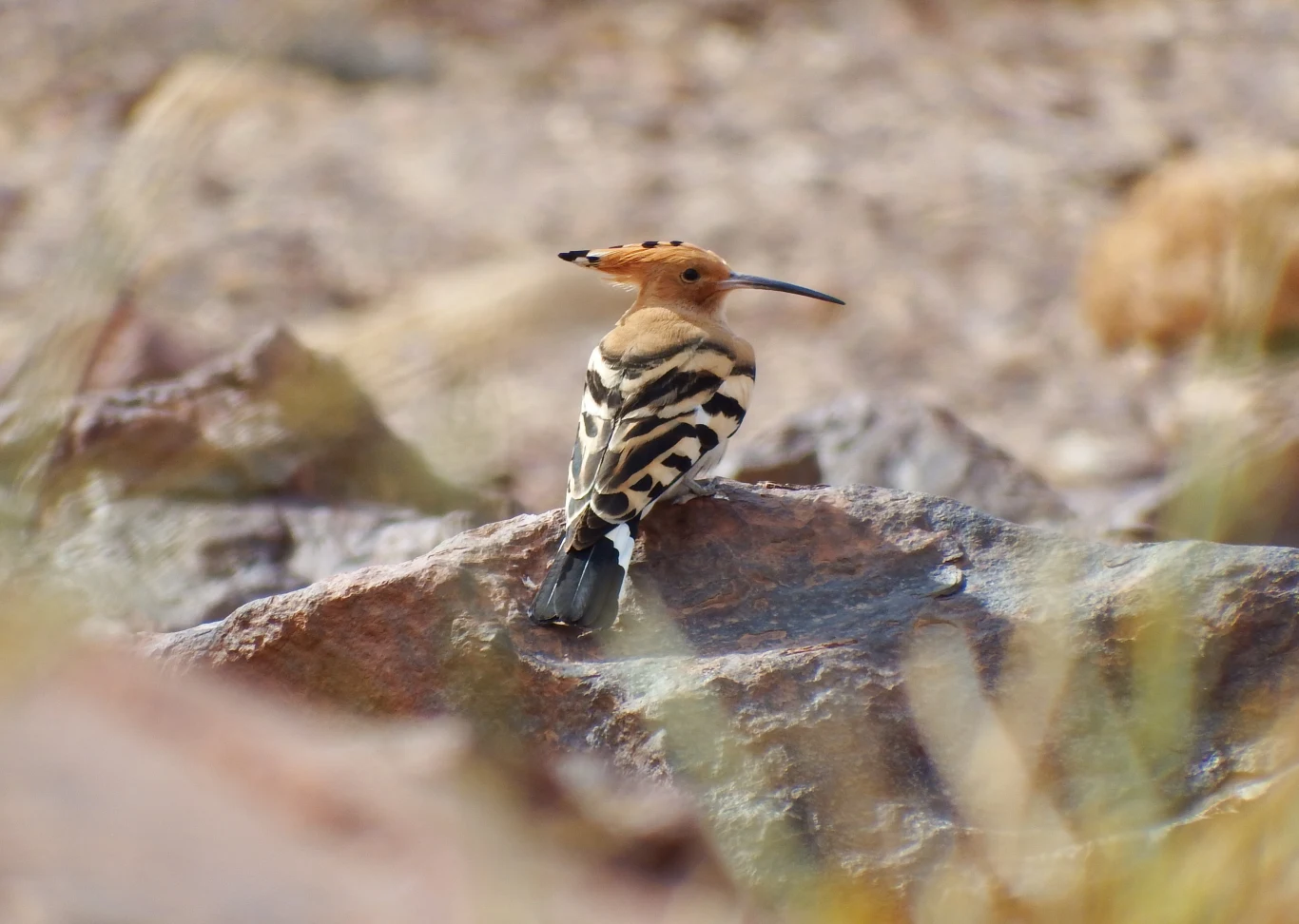 Dudek na pustyni w południowym Izraelu