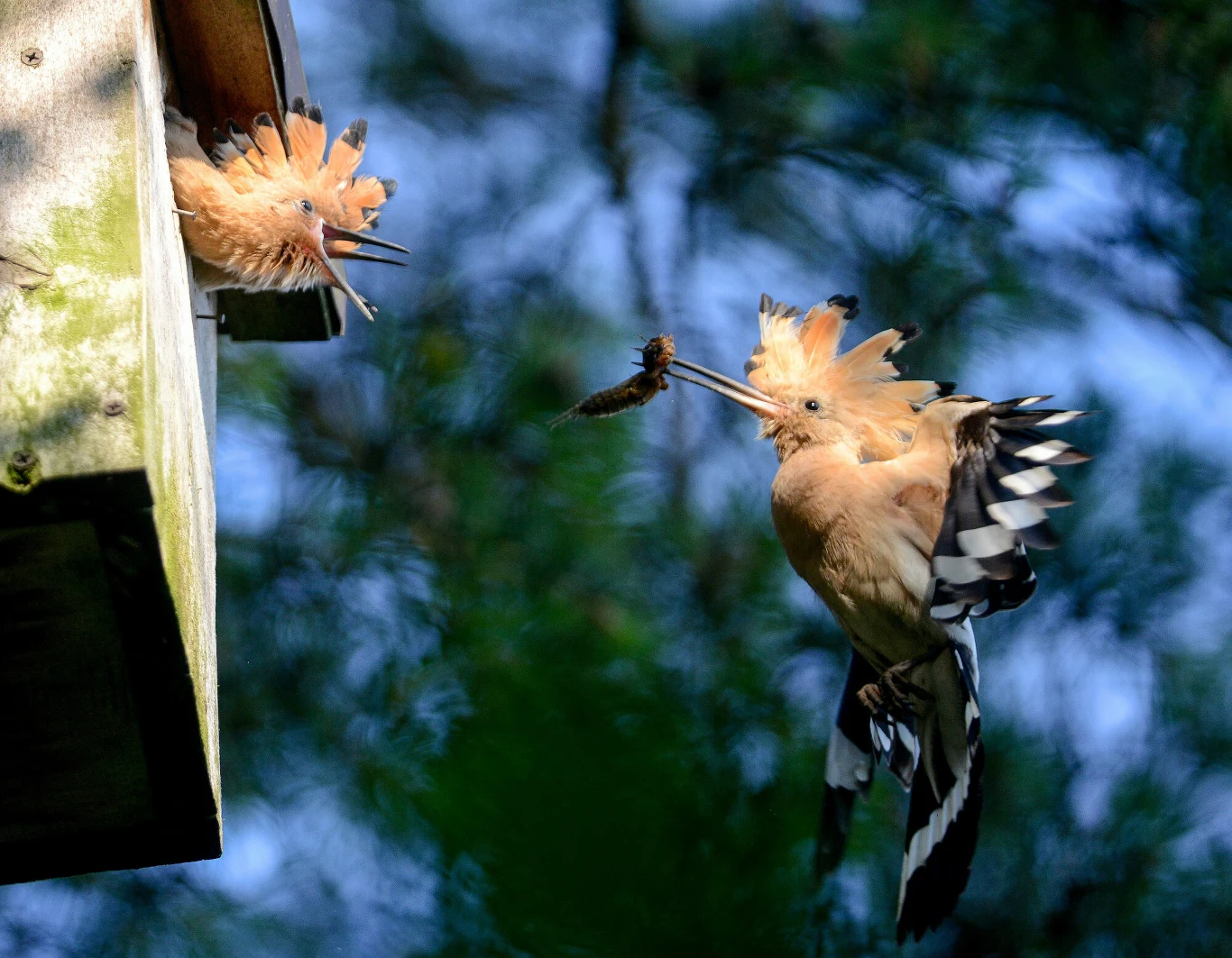 Dudek i jego budka lęgowa. Turkuć podjadek to jego przysmak. Podlasie, Polska