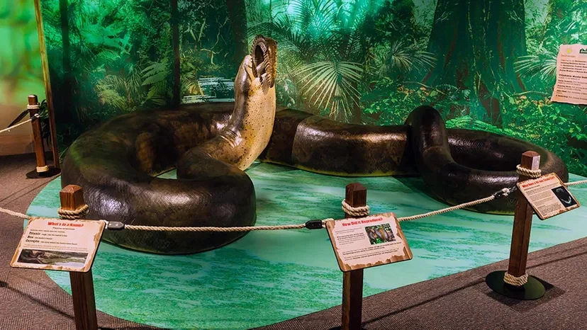 Model Titanoboa cerrejonensis Model Titanoboa cerrejonensis