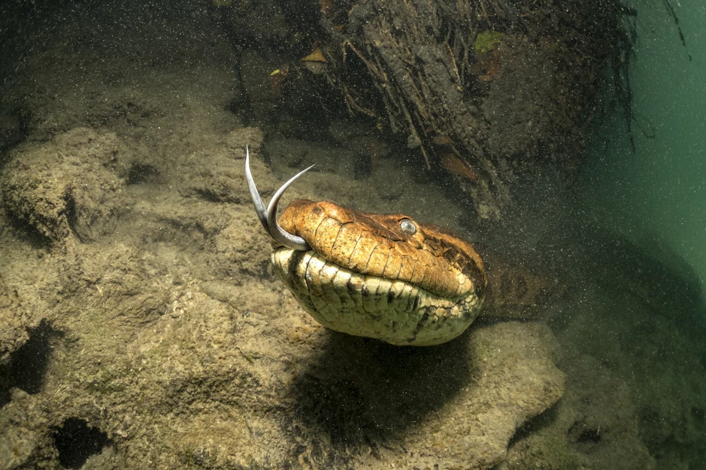 Anakonda pod wodą w Mato Grosso, Brazylia