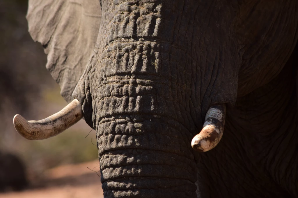 Ciosy słonia są cennym materiałem dla kłusowników