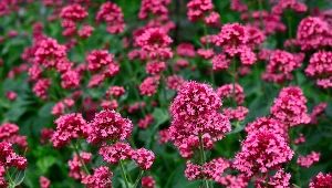 Te rośliny kwitną cały sezon i nie są pracochłonne. Musisz mieć je w ogrodzie