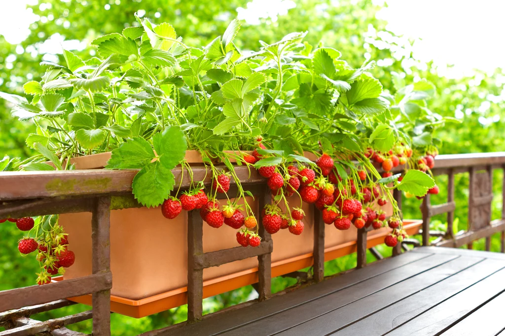 Owoce na balkon to nie tylko truskawki. Niektóre gatunki cię zaskoczą