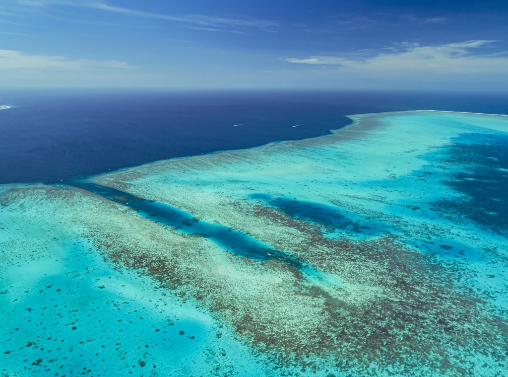 Nie wszystkie koralowce cierpią przez zmiany klimatu. Nowe badania dają nadzieję dla ratowania bezcennych raf 
