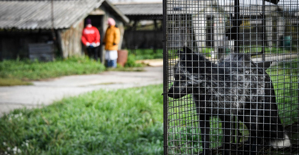 Lisy hodowane na futra przeżywają horror w zamknięciu