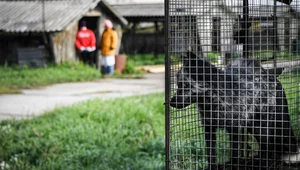 Lisy hodowane na futra przeżywają horror w zamknięciu